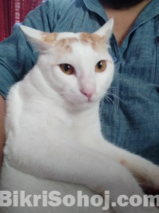 Mixed breed desi cat